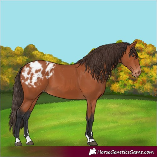 Horse Color:Bay Blanket 