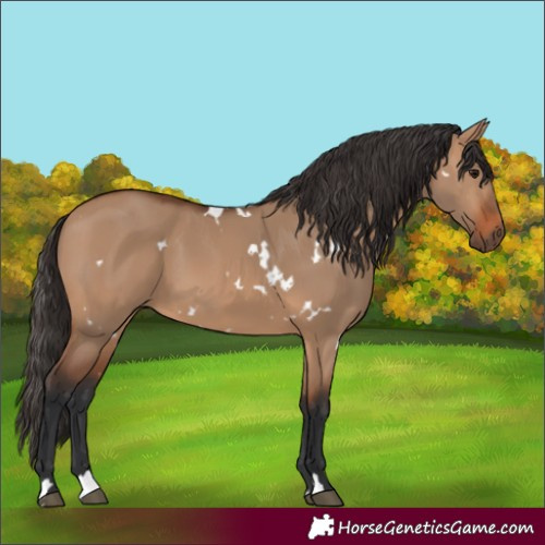 Horse Color:White Spotted Bay Dun 