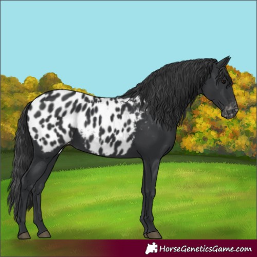 Horse Color:Black Blanket