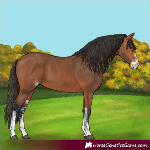 Horse Color:White Spotted Bay 