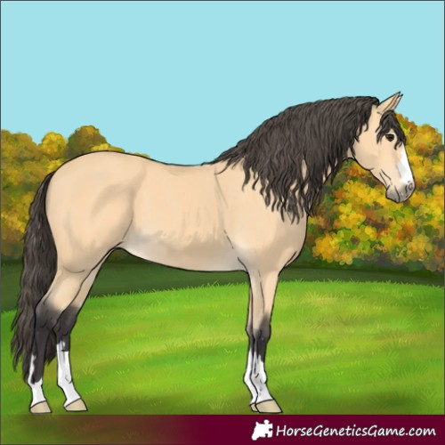 Horse Color:Buckskin
