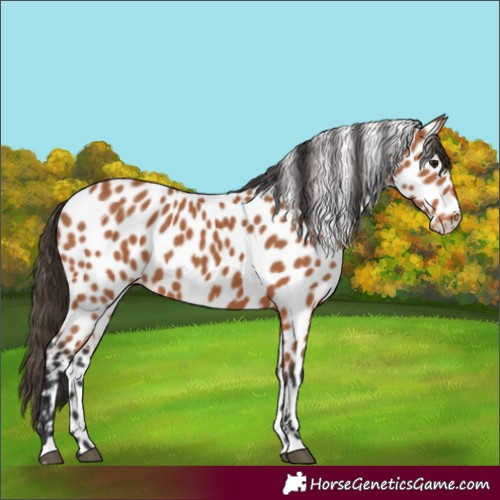 Horse Color:Bay Leopard
