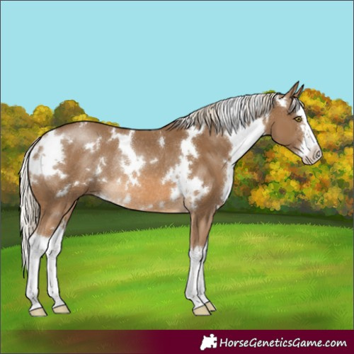 Horse Color:White Spotted Chocolate Palomino Splash Rabicano 