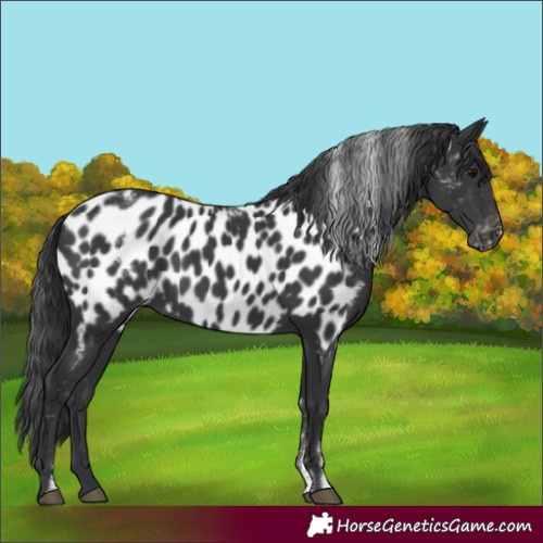 Horse Color:Powder White Black Near Leopard 