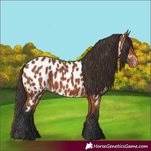 Horse Color:Bay Near Leopard 