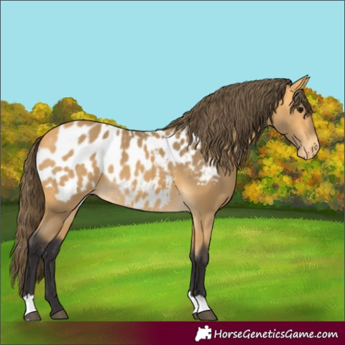 Horse Color:Buckskin Appaloosa