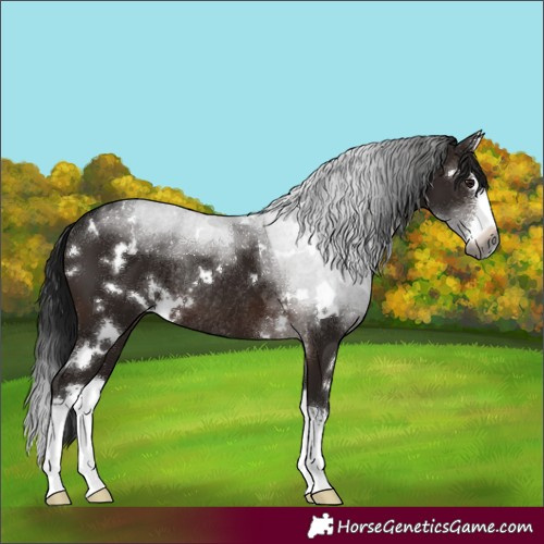 Horse Color:Gray White Spotted Brown Sabino Splash Rabicano 