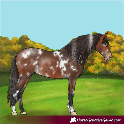 Horse Color:White Spotted Bay Appaloosa Rabicano 