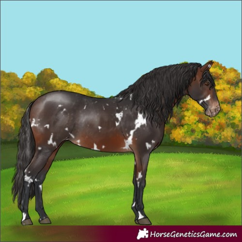 Horse Color:White Spotted Brown Appaloosa Rabicano 