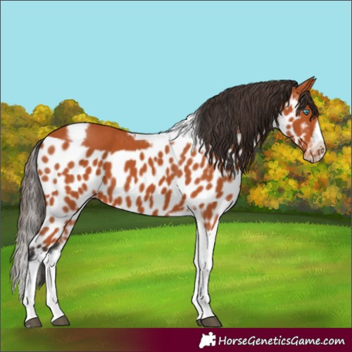 Horse Color:Bay Tobiano Frame Skewed LP Spotted 