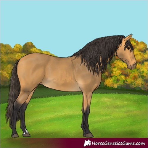 Horse Color:Buckskin 
