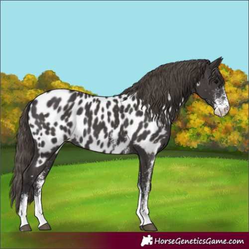 Horse Color:White Spotted Smoky Black Appaloosa Rabicano