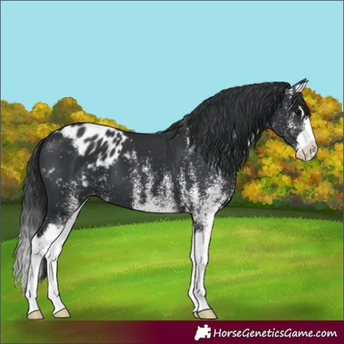 Horse Color:White Spotted Black Splash Blanket 