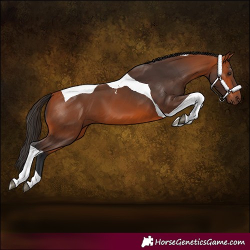 Horse Color:Bay Tobiano 