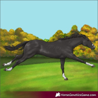 Horse Color:Smoky Black 