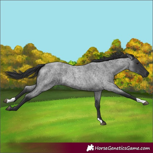 Horse Color:Blue Roan 