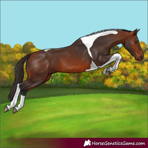 Horse Color:Bay Tobiano 