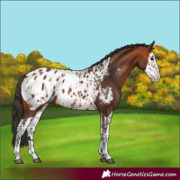 Horse Color:Bay Appaloosa and Bay Splash Appaloosa