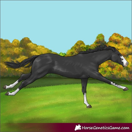 Horse Color:Black 