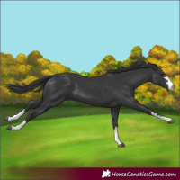 Horse Color:Black 
