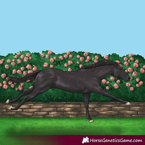 Horse Color:Smoky Black 