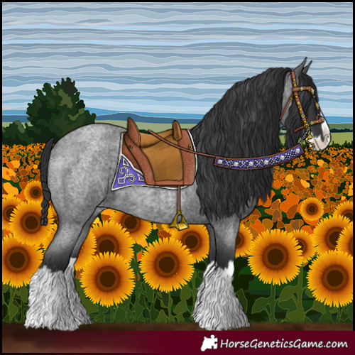 Horse Color:Blue Roan Splash 