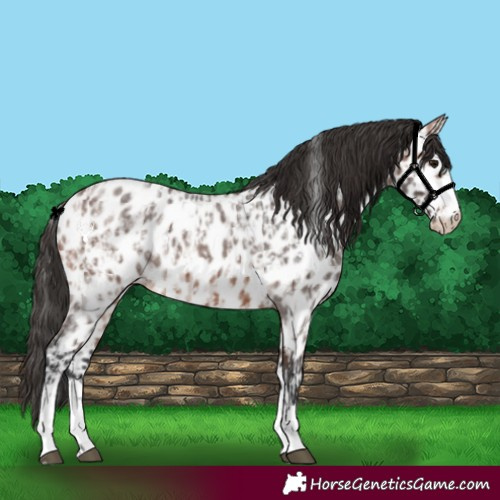 Horse Color:Bay Roan Near Leopard and Brown Roan Near Leopard