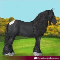 Horse Color:Black Tobiano 