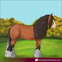 Horse Color:Bay Splash