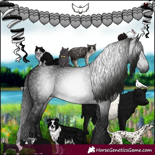 Horse Color:Gray Black 