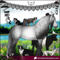 Horse Color:Gray Black