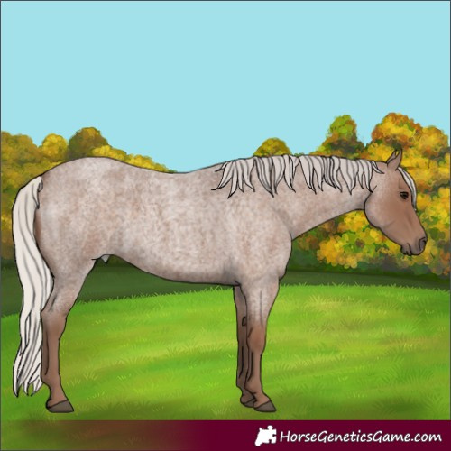 Horse Color:Silver Blue Roan 