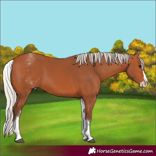 Horse Color:White Spotted Silver Bay Splash