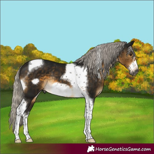 Horse Color:Gray White Spotted Silver Buckskin Tobiano Frame Rabicano 