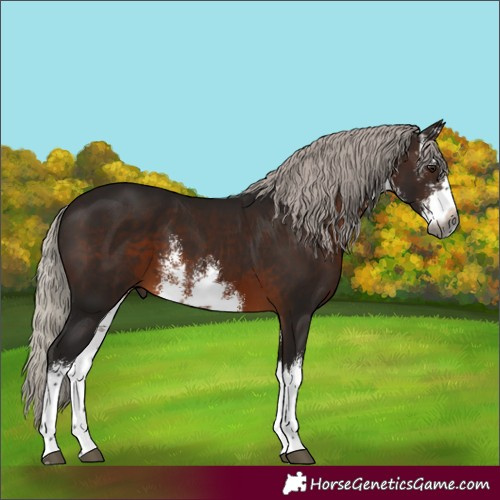 Horse Color:Gray White Spotted Silver Brown Splash Rabicano