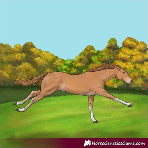 Horse Color:Chestnut Tobiano 