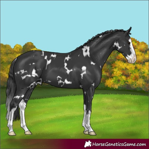 Horse Color:White Spotted Black Splash