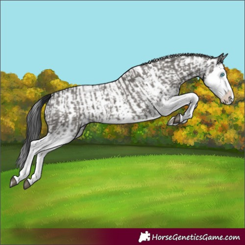 Horse Color:Grullo Sabino Splash  and Grullo Sabino Splash 