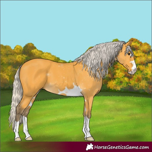 Horse Color:Silver Buckskin 