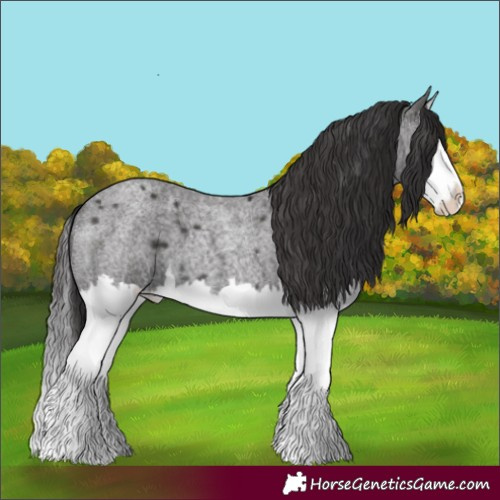 Horse Color:Smoky Blue Roan Splash
