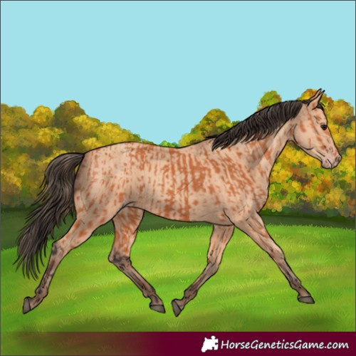 Horse Color:Bay and Amber Champagne