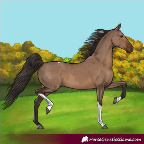 Horse Color:Liver Red Dun Tobiano 