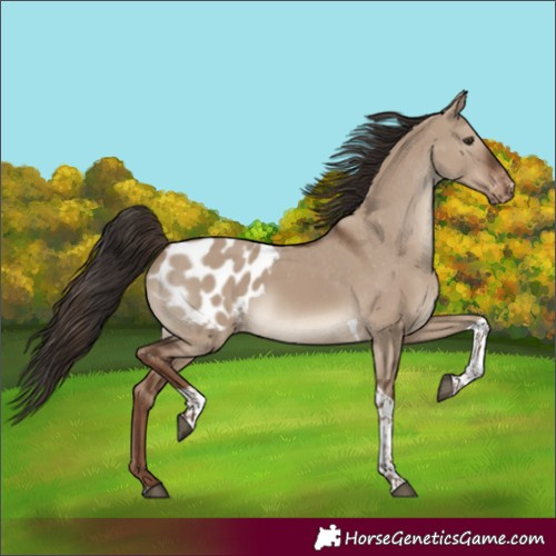 Horse Color:Unknown 