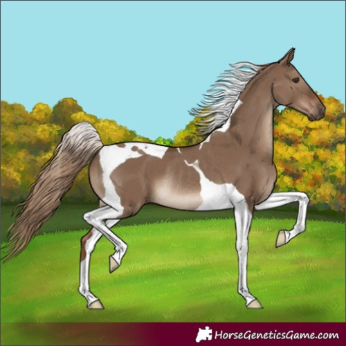 Horse Color:Liver Red Dun Tobiano Rabicano