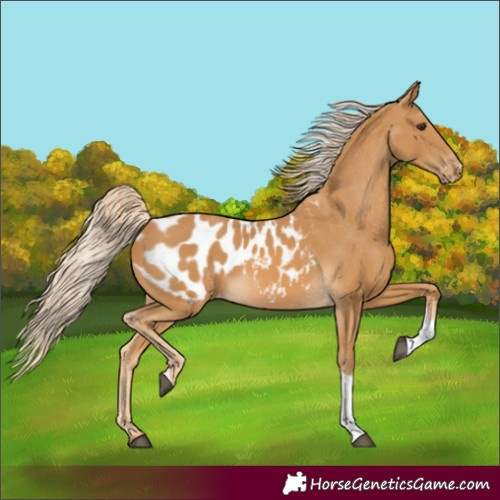 Horse Color:Palomino Tobiano Blanket