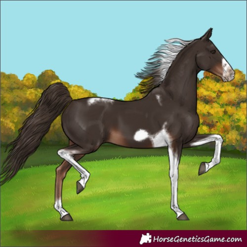 Horse Color:Liver Chestnut Tobiano Frame