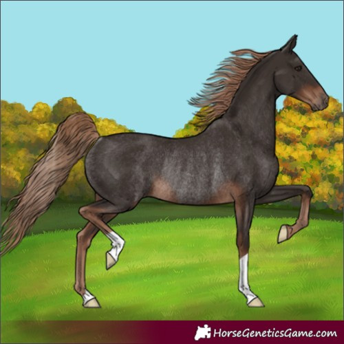 Horse Color:Unknown 