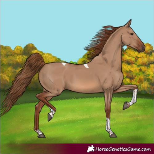Horse Color:Unknown 