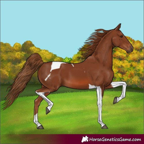 Horse Color:Unknown 