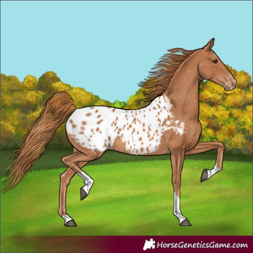 Horse Color:Unknown 